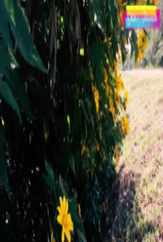 คลิปโป้เสียงไทย เย็ดสาวเหนือถ่าย Vlog